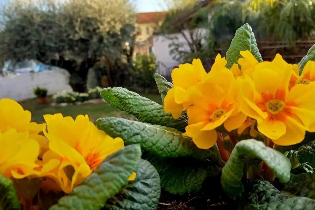 Villa Ama Pordenone Esterno foto